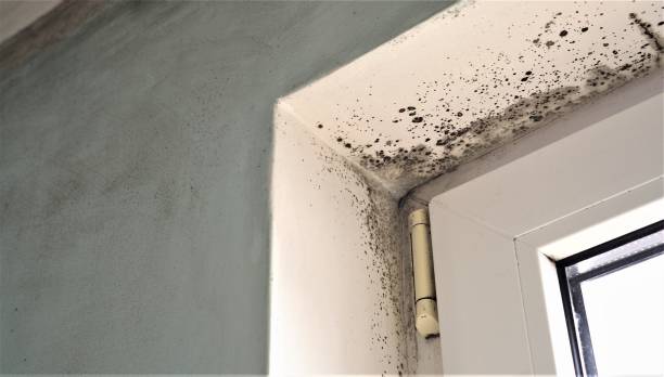 Best Emergency Mold Remediation  in Grand Rapids, MI