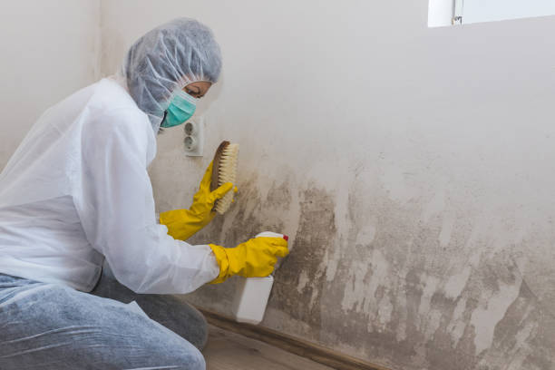 Best Basement Mold Removal  in Grand Rapids, MI