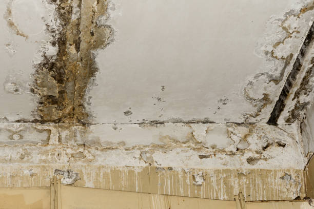 Environmental Consulting for Mold Prevention